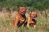 DOGUE DE BORDEAUX 478